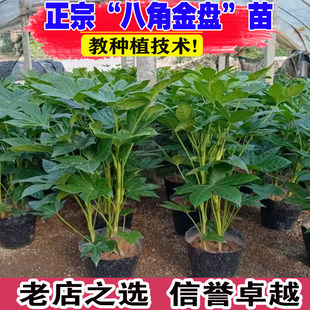 八角金盘盆栽庭院花园花镜造景植物四季常青耐阴耐寒观叶好养植物