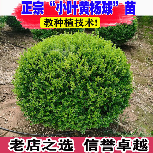 小叶瓜子黄杨球大叶冬青球胶东卫矛四季常青地栽庭院耐寒篱笆墙