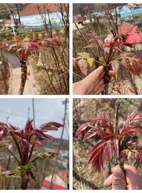 香椿树苖香椿苗红油椿树苗庭院盆栽地栽食用芽苗南方北方种植四季