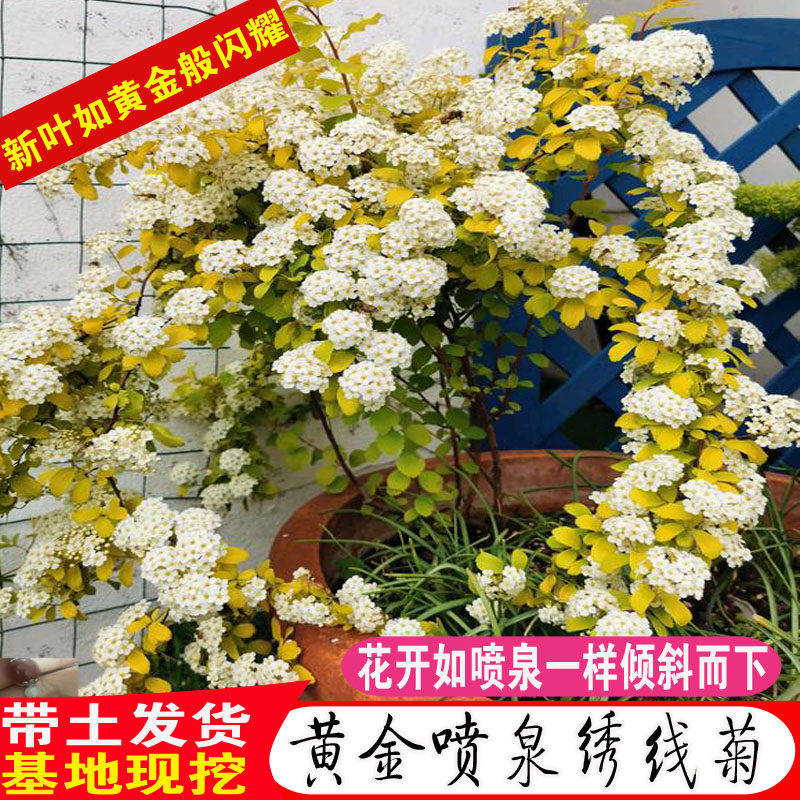 黄金喷泉绣线菊带花苞重瓣金叶小手球喷雪花树苗雪柳盆栽花卉图片