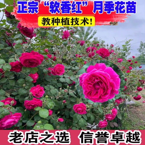 软香红古老月季浓香多头好看好养玫瑰花苗阳台盆栽庭院种植四季开