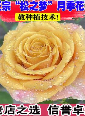 日本大花浓香月季花苗 松之梦 灌木复古色切花盆栽玫瑰多季开花