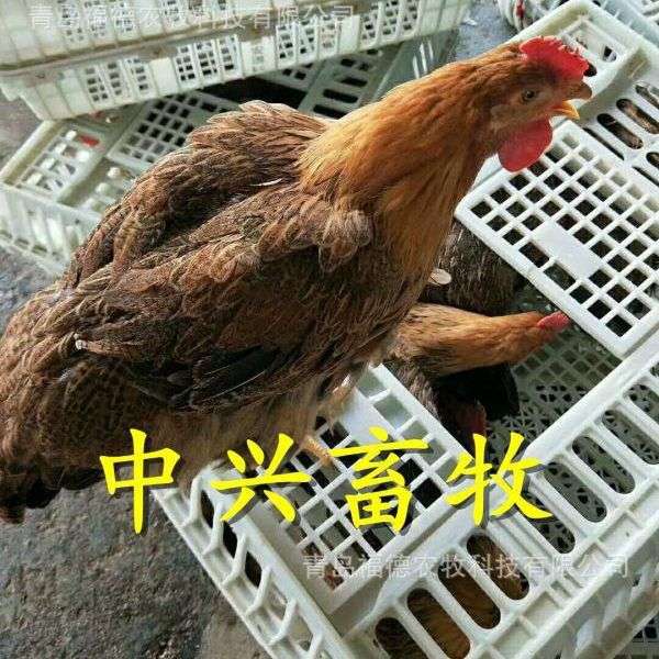 鸡鸭鹅方形运输 筐加厚塑料运输鸡笼 鸡鸭专用运输笼青年鸡周转箱