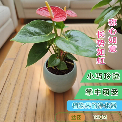年宵花迷你红掌新手好养净化空气