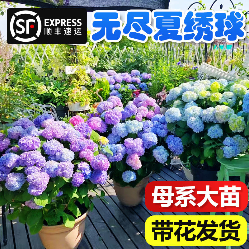 无尽夏绣球花苗盆栽母本大苗阳台庭院别墅花园易成活四季高档植物