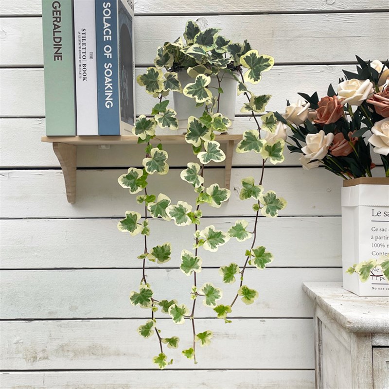 雪莹常春藤进口稀有爬藤观叶植物室内绿J植净化空气雪萤含盆带土