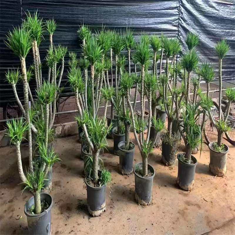 龙须树大型绿植多头龙血树龙铁树发财树室内客厅盆栽花卉植物盆景