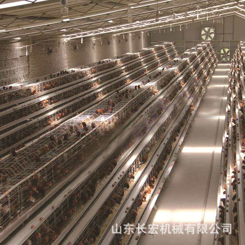 蛋鸡笼全自动立式鸽子笼鹌鹑养殖育雏笼养殖场自动喂料肉鸡笼