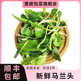 新鲜马兰头500g 鸡儿肠 农家绿色蔬菜马兰头凉拌食材 满5件包邮