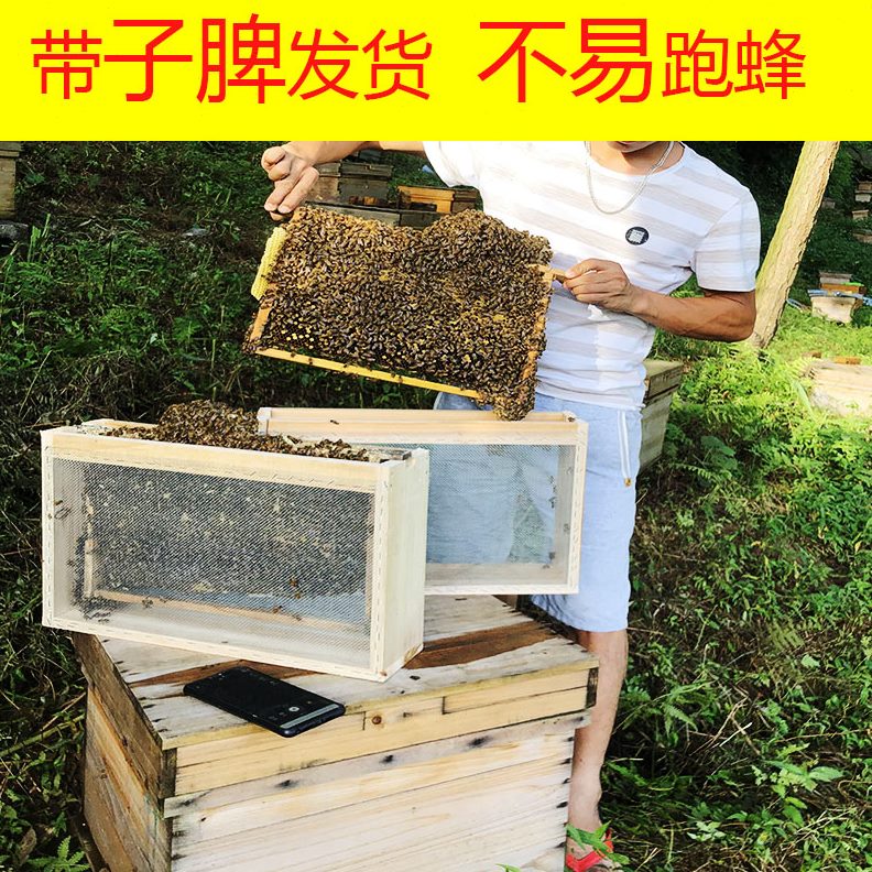 群笼蜂群带王活王群蜂箱蜂蜂群包邮色蜂群中蜜蜂双蜂群蜂王带蜂土