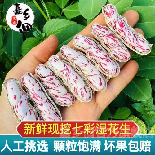 云南七彩花生奶油花生现挖