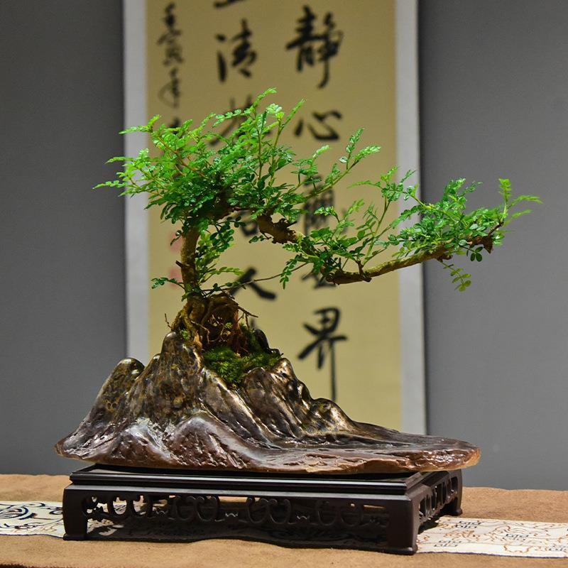 飘枝清香木盆栽室内好养绿植盆景办公室桌面植物装饰摆件四季常青