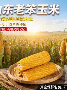 老式笨玉米真空即食山东新鲜玉米