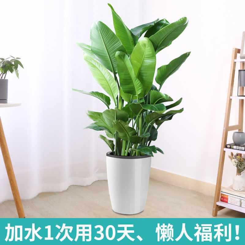 天堂鸟室内盆栽大型客厅绿植花卉大叶植物办公室好养活四季鹤望兰