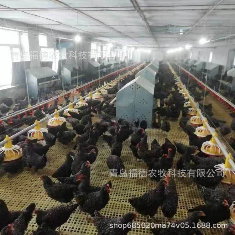 种鸡产蛋箱 母鸡下蛋箱子 24窝12窝产蛋窝 母鸡下蛋箱