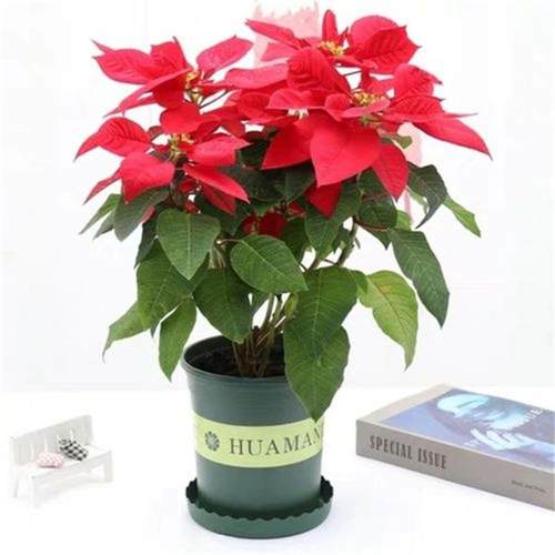 一品红盆栽四季开花室内客厅阳台观赏花卉圣诞花好养鲜花