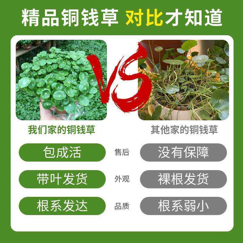 带叶铜钱草水培植物办公室内盆栽客厅桌面绿植花卉趣味水养金钱草