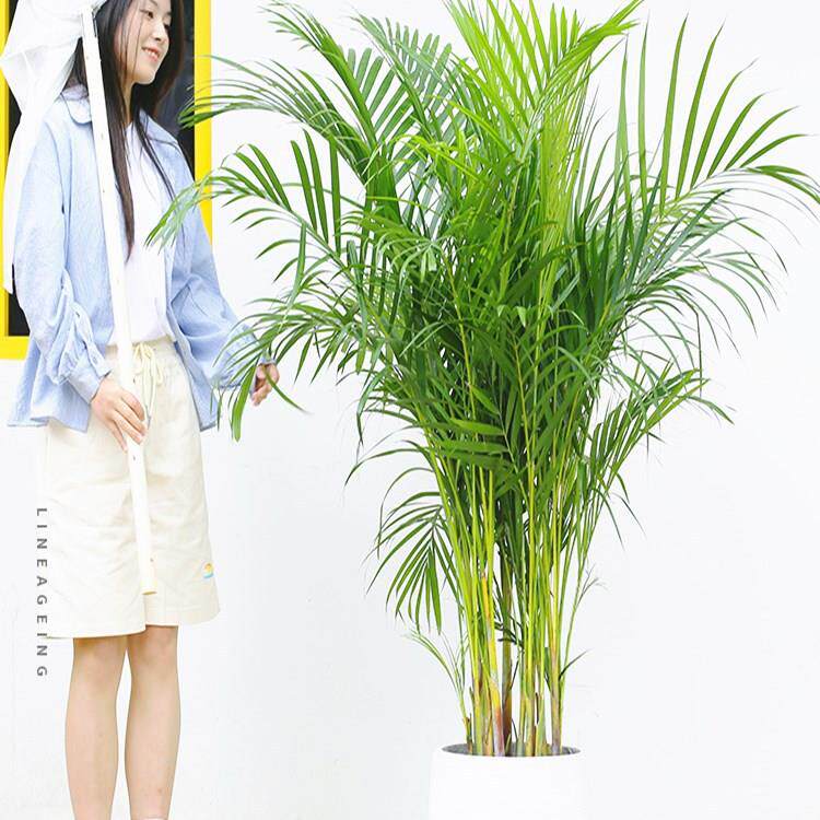 散尾葵盆栽凤尾竹室内客厅大型绿植盆栽袖珍椰子夏威夷花卉植物