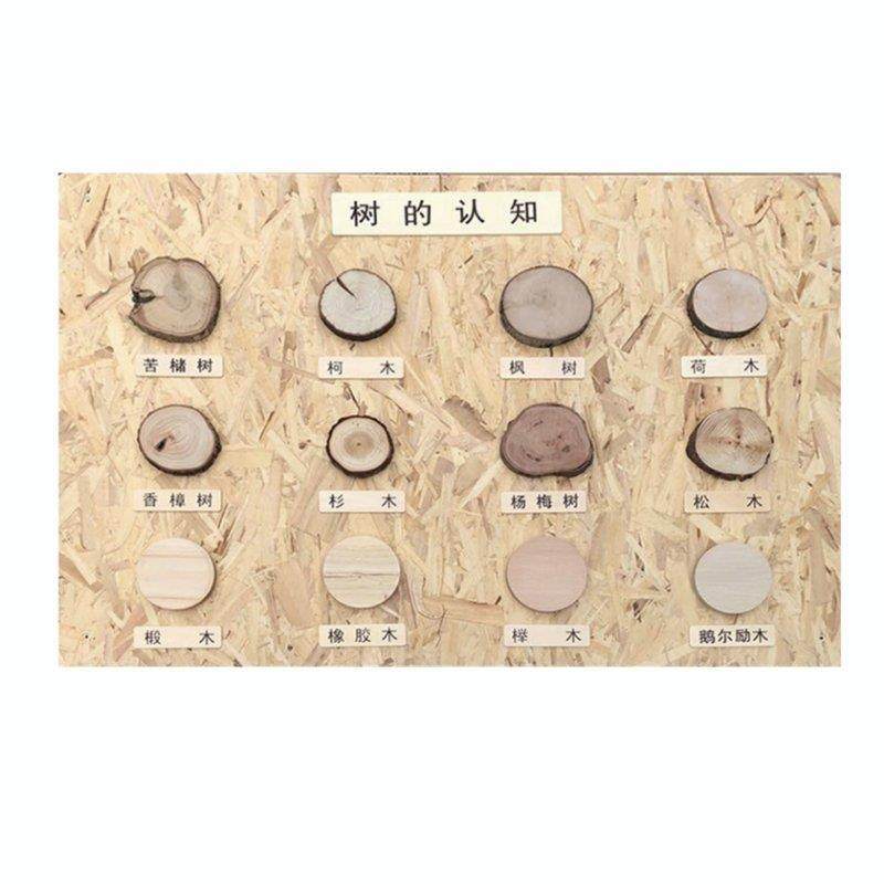 儿童创客木工坊环创摆件树的认知认识数目榉木榆木松木杉木年轮