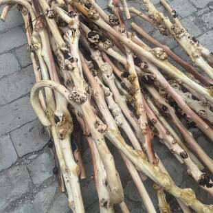 云南黑果木锤 敲背锤子山茶木健身锤留疤木根雕手把玩棍 树瘤拐杖