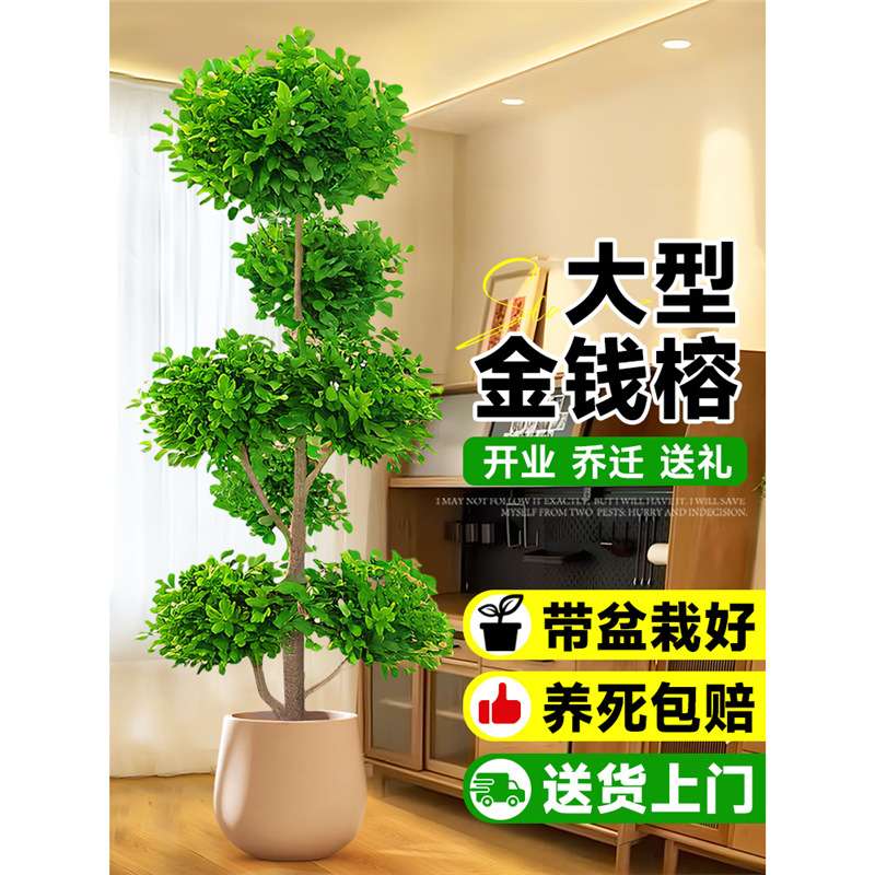 金钱榕大盆栽室内客厅大型绿植摇钱树发财树四季常青落地榕树植物