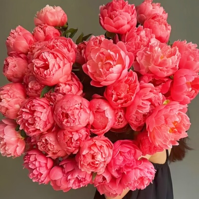 重瓣芍药花苗带芽大根块观赏花卉