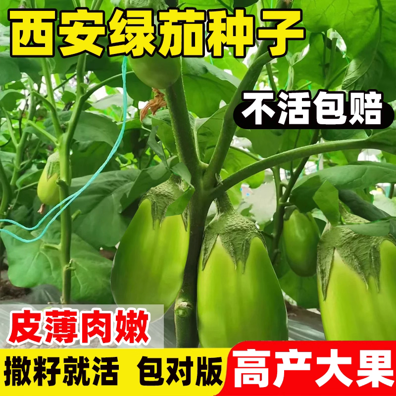西安绿茄种子绿罐圆茄种籽青长茄子青皮茄种孑春季蔬菜种子胖茄苗