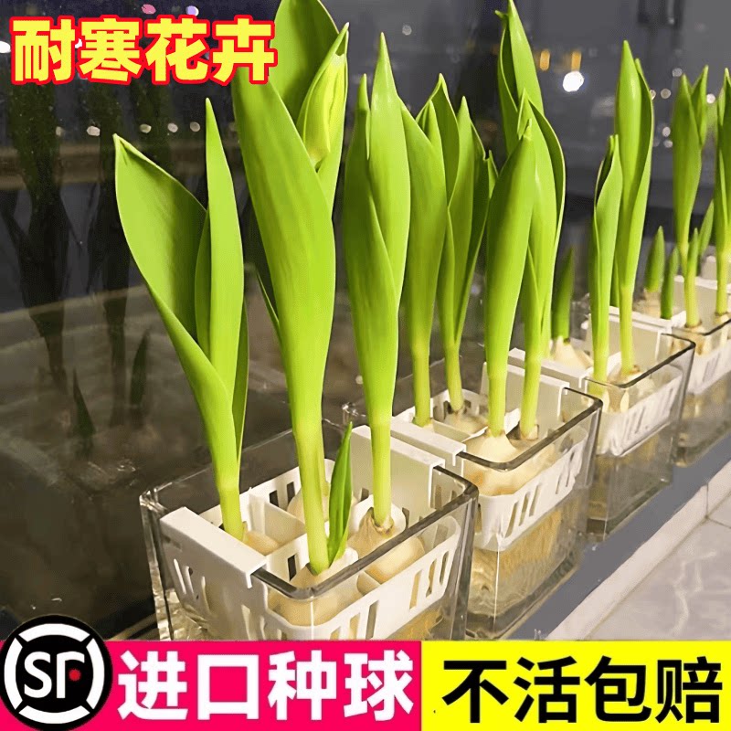 郁金香种球水培花卉定植篮室内盆栽四季鲜花植物花苗土培易活种子
