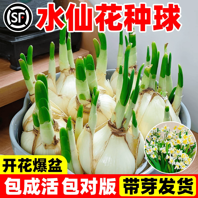漳州水仙花种球水培植物耐寒好养花卉阳台室内重瓣洋水仙球根盆栽,鲜花速递/花卉仿真/绿植园艺,时令草本花卉,淘宝优惠券,粉丝福利购,淘宝优惠卷