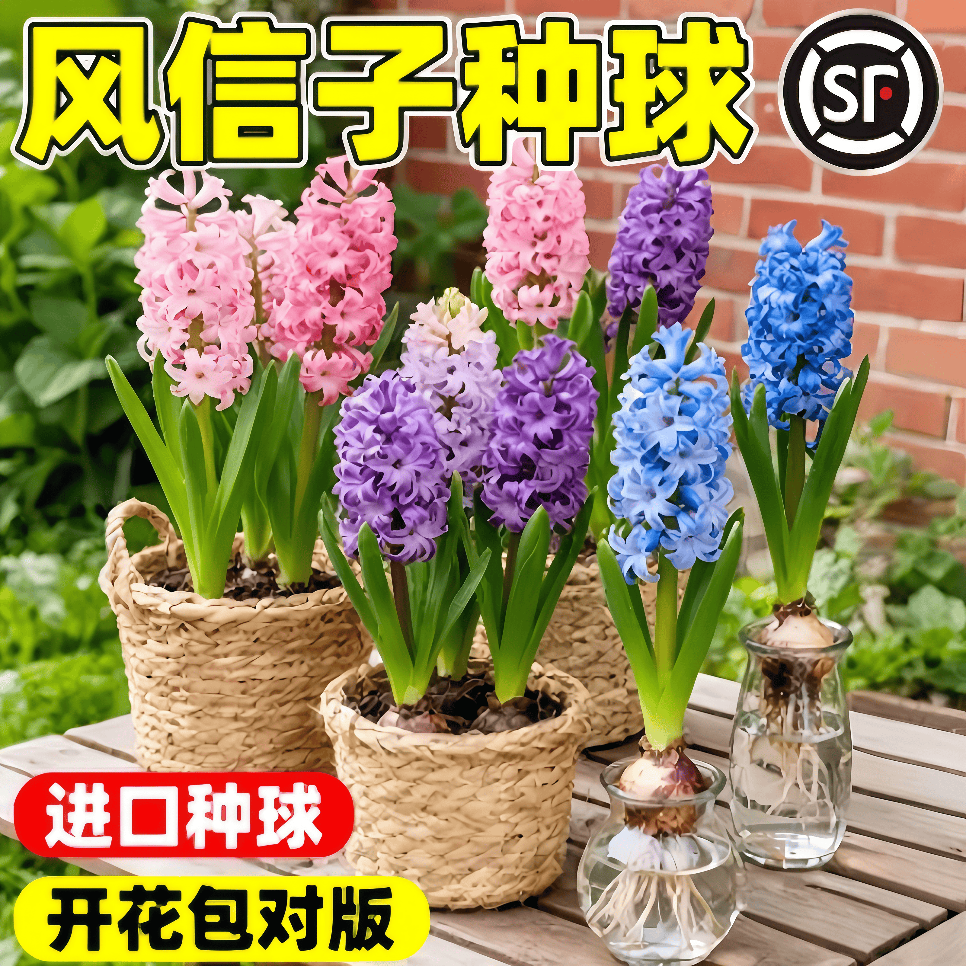 风信子种球水培套装四季水养郁金香花卉室内耐寒土培绿植秋冬盆栽