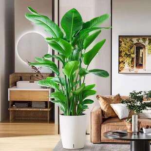 客厅大型落地绿植物室内旺宅好养活办公室花卉盆栽摆放家里大泽直