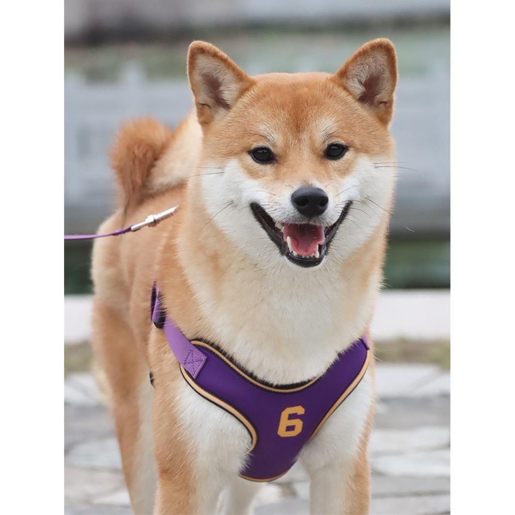 狗狗牵引绳中小型犬狗绳遛狗绳柯基柴犬泰迪防勒胸背狗绳狗胸背带
