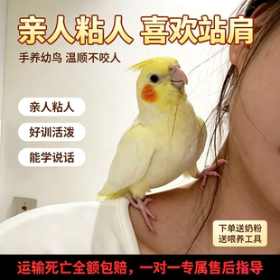 玄凤鹦鹉活鸟幼鸟雏鸟纯手养公母一对会说话的黄化鹦鹉亲人会说话
