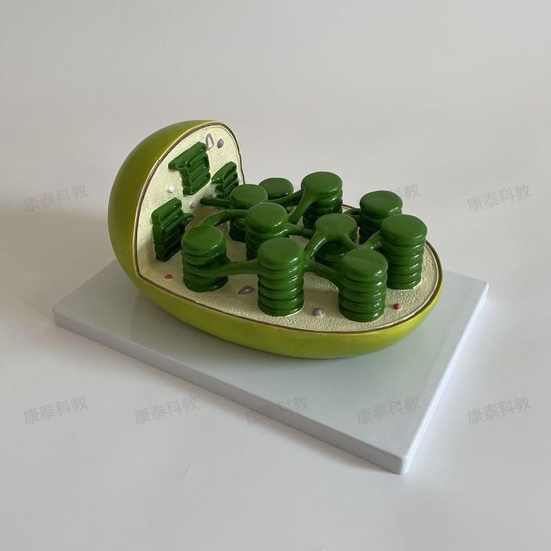 康泰叶绿体e模型植物细胞s生物教学仪器中学校实验装备器材细胞器