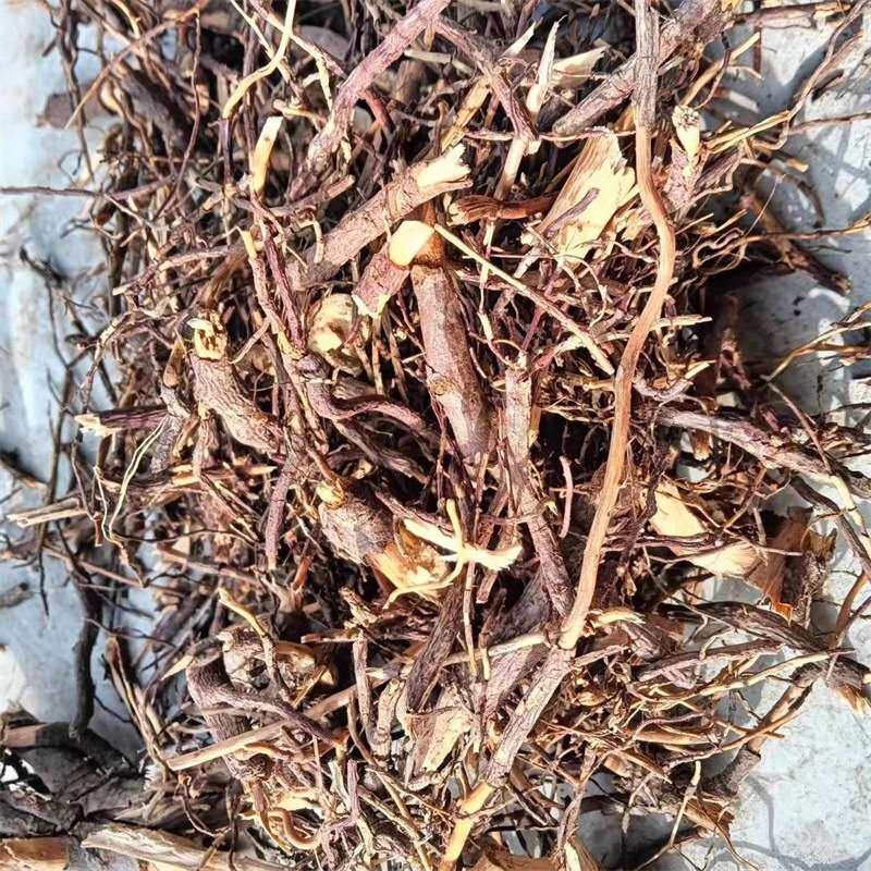 基地 人工培育南方红豆杉树根树皮枝条原辅料红豆杉阴干树丫枝