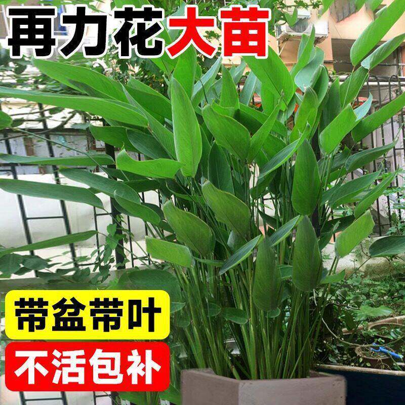 再力花植物花卉盆栽水培水生植物庭院阳台绿植净化水质耐热好养活