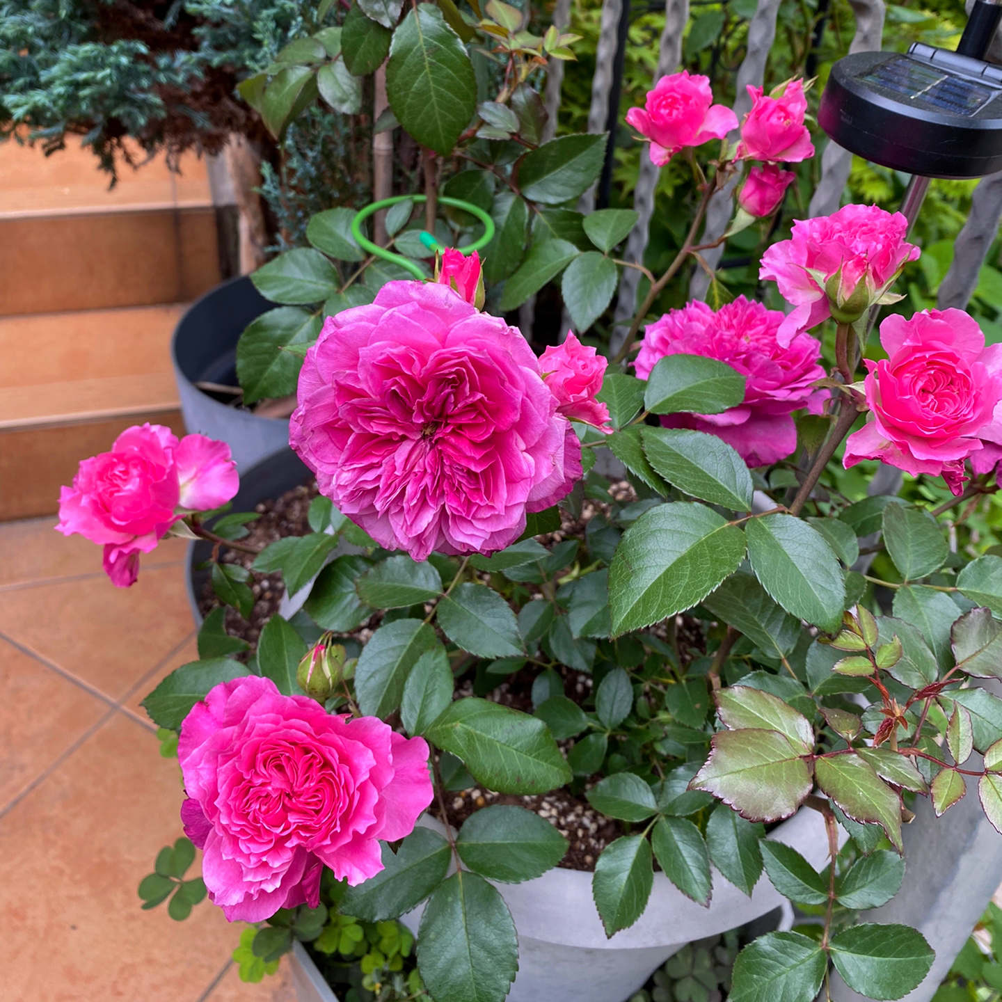 爱弗的玫瑰月季花苗【包对版】