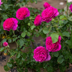 慈萱灌木月季花苗小苗玫瑰多季浓香月季【包对版】