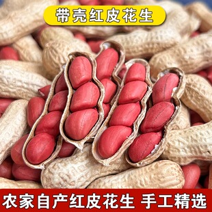 四粒红花生龙岩四粒红干果种植晒干带壳农科院福建闽西龙岩特产