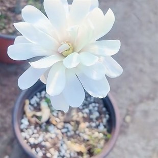 【嘉瑞】 花园灌木 星花玉兰玫瑰白姬盆栽