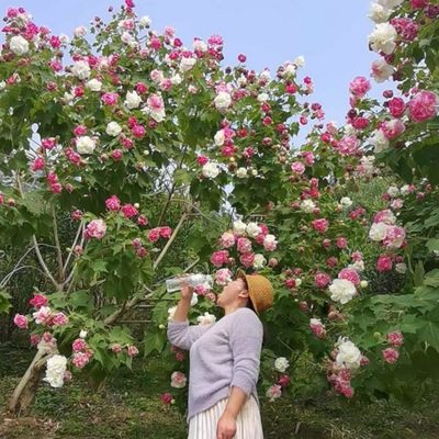 醉芙蓉芙蓉种植绿化花苗霜户外变色拒工程木大树庭院花三树苗芙蓉