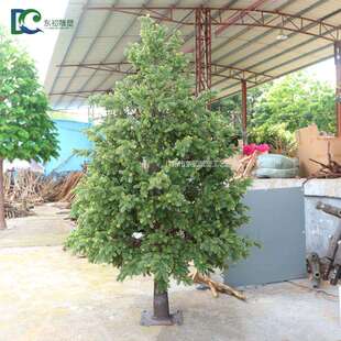 南洋杉盆栽室内外观赏绿植盆栽南洋杉四季常青观赏绿植厂家直销