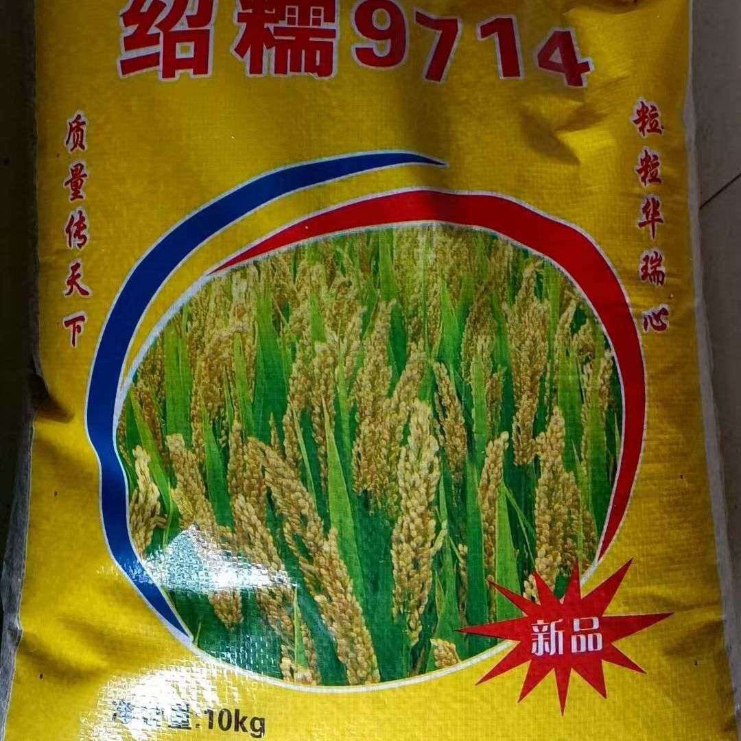 绍糯9714水稻种籽优质糯稻新品种常规粳稻种籽高产抗病大田精选种