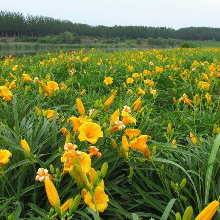 基地 供应花卉草花黄花金娃娃萱草小苗地被绿化苗低价促销盆栽