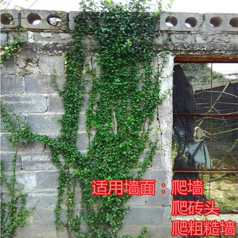 耐寒冬的爬藤花卉小叶扶芳藤攀缘植物卫矛四季常青可护坡绿植好活
