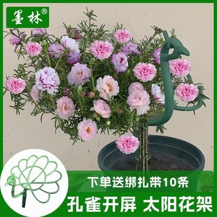 太阳花花架孔雀开屏造型架耐风化塑料重瓣大花马齿苋蟹爪兰吊兰架
