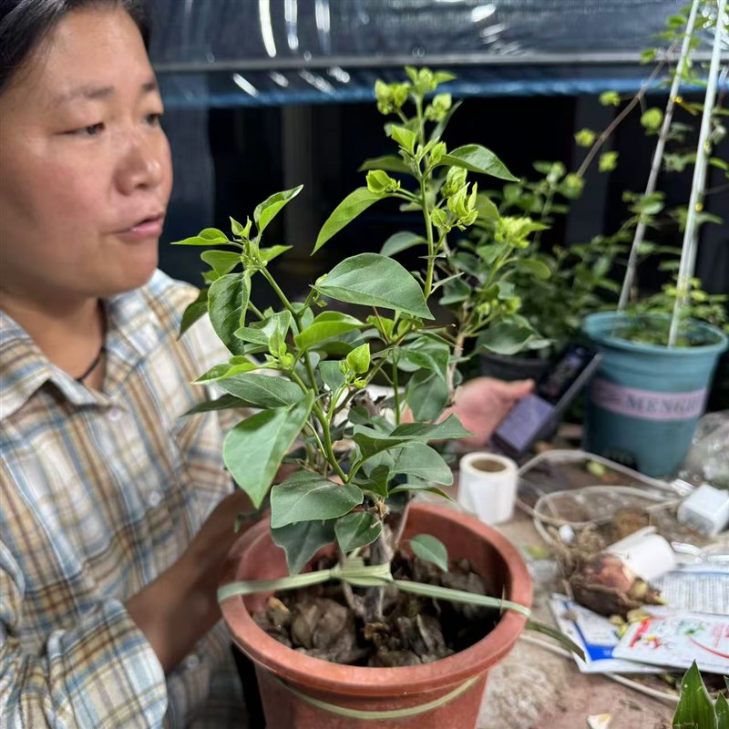绿茵三角梅