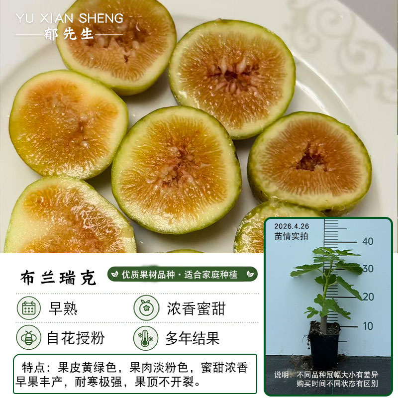 郁先生# 无花果树苗【布兰瑞克】盆栽苗带盆带土0.8