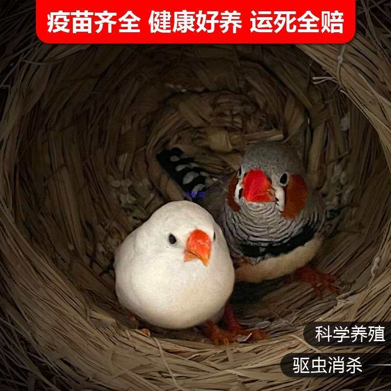 珍珠鸟家养宠物鸟灰色白色驼色珍珠鸟小珍珠鸟一对可繁殖观赏鸟,玩具/童车/益智/积木/模型,遥控车升级件/零配件,淘宝优惠券,粉丝福利购,淘宝优惠卷