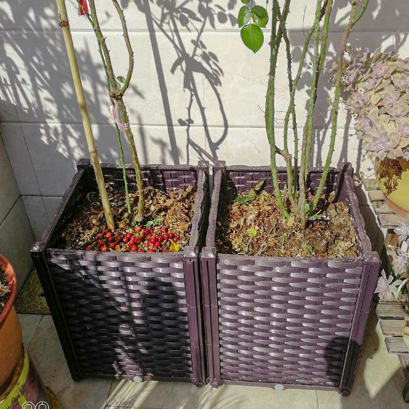 阳台种菜深花盆楼顶葡萄蔷薇月季花箱花槽大号果树盆50种植道